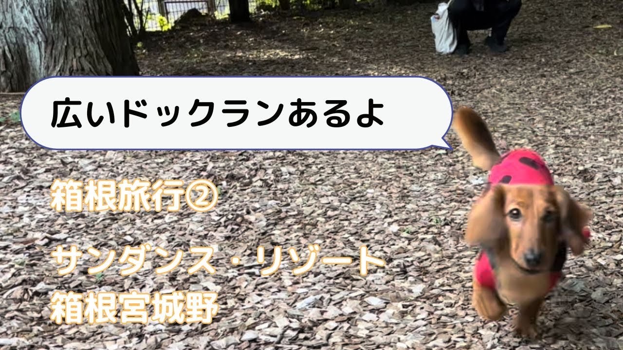 【犬連れ旅行】箱根旅行② サンダンス・リゾート箱根宮城野 2024年5月