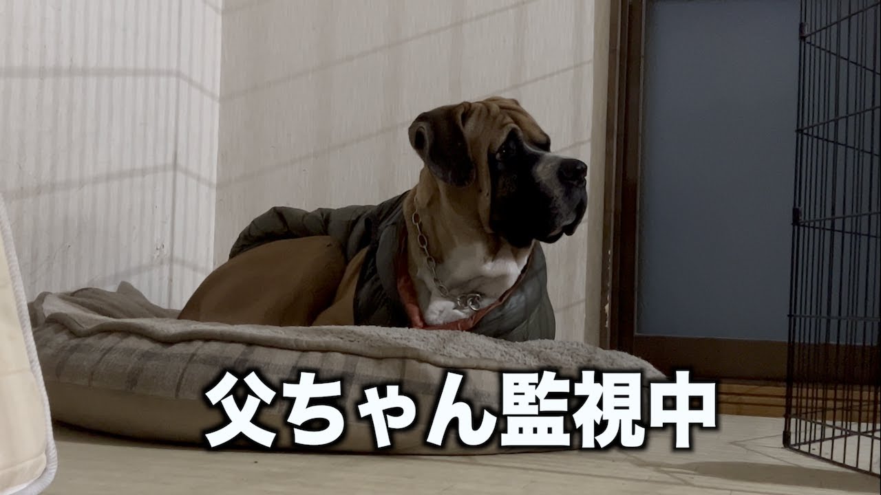 ロイに内緒でパンは食べれるか？