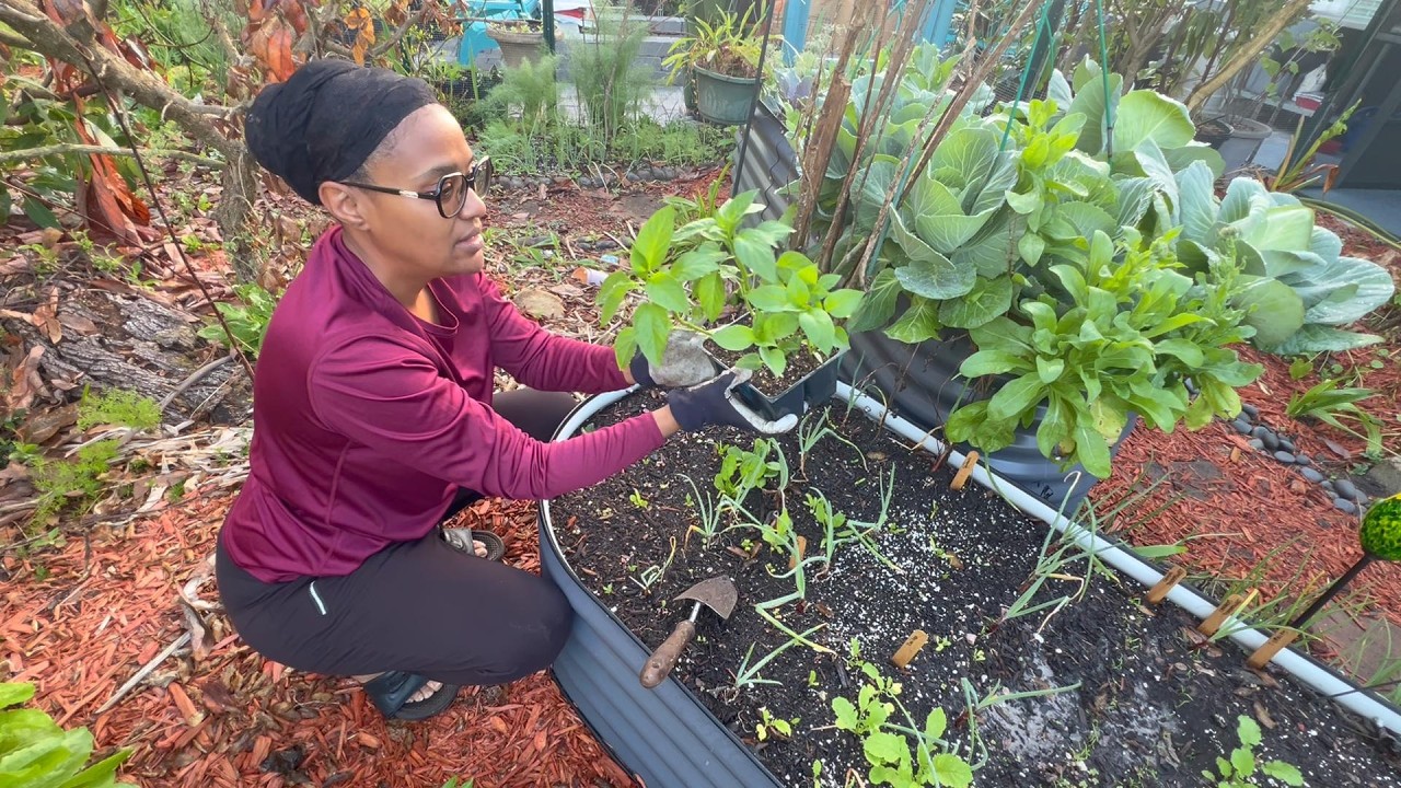 Spring Seedling Planting Time – Peppers, Tomatoes & More!” 🌱