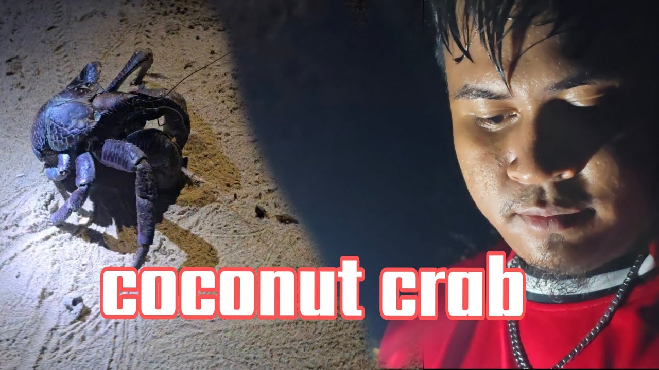 Coconut crab in katchal island 🏝 