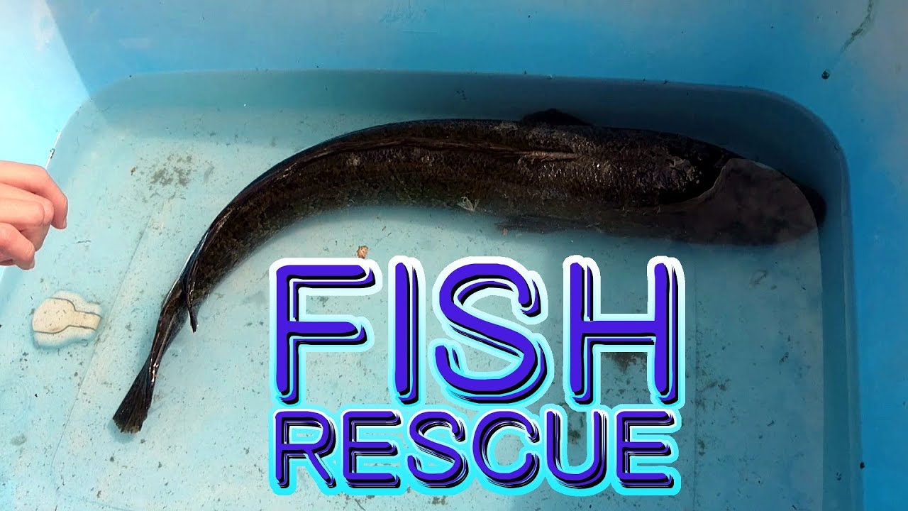 Fish Rescue