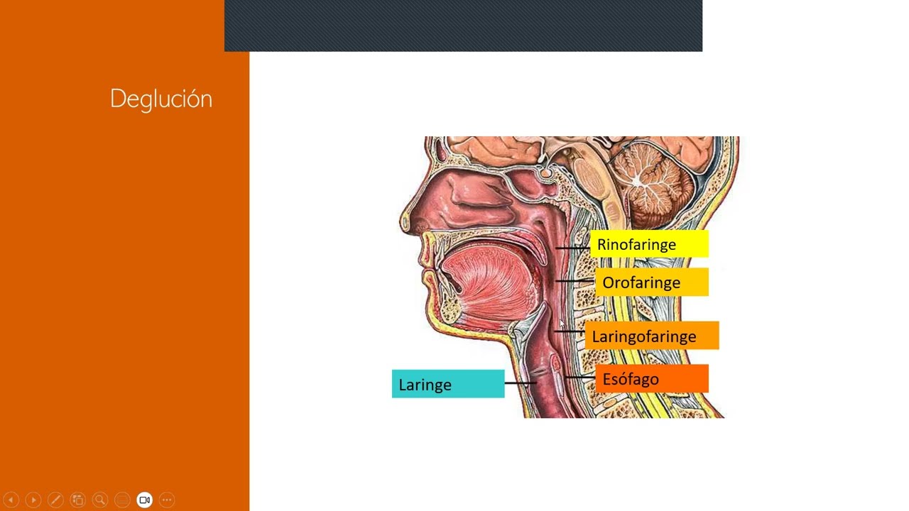 Fisiolog&iacute;a de la masticaci&oacute;n y degluci&oacute;n | Luis Ignacio (I&ntilde;aki) Martinez Amezaga