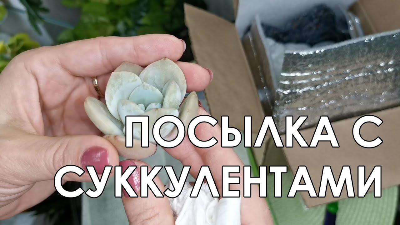Распаковка посылки с суккулентами