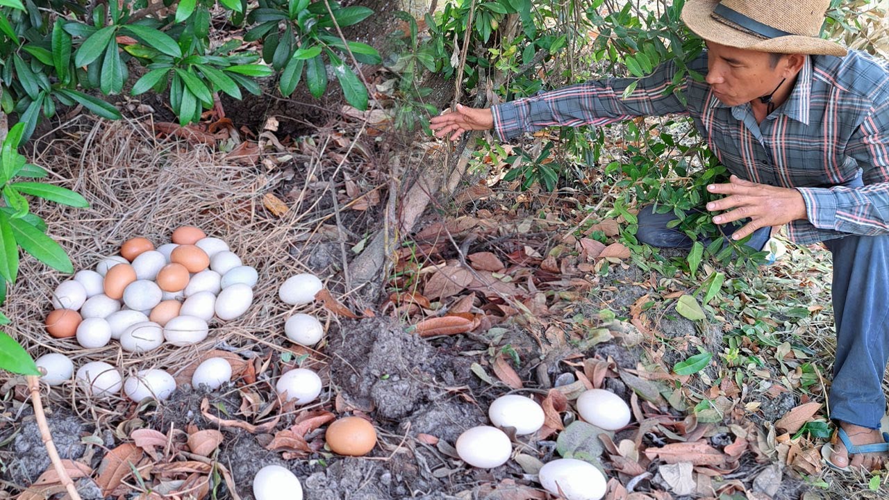 Wow wow! Pick lots of duck eggs near the water's edge, picking the best ones by hand