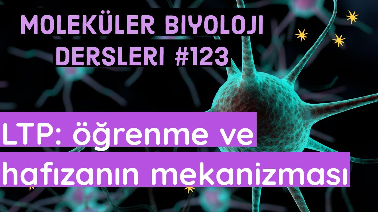 Öğrenme ve hafızanın moleküler mekanizması | LTP | Öğrendiğimiz şeyleri nasıl unutmayız?