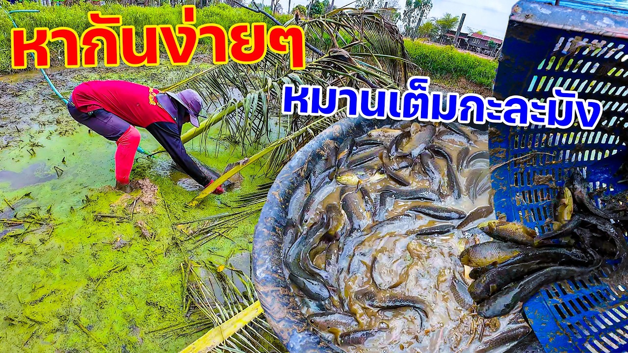 หากันง่ายๆ หมานเต็มกะละมัง สาปลาส่อนปลากลางทุ่งนา