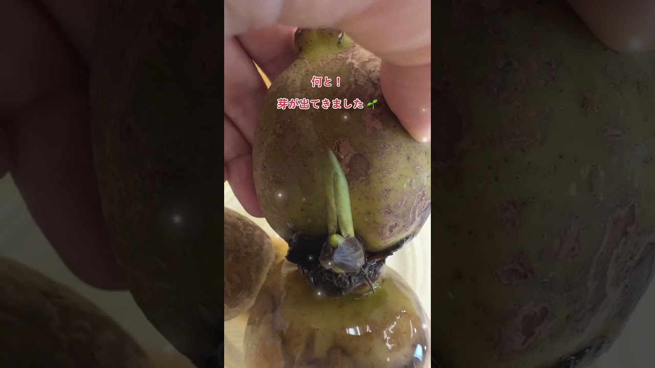 #検証 レンコンを水につけたら６ケ月半後どうなる？If you soak lotus root in water, what happens after 6 and a half months?