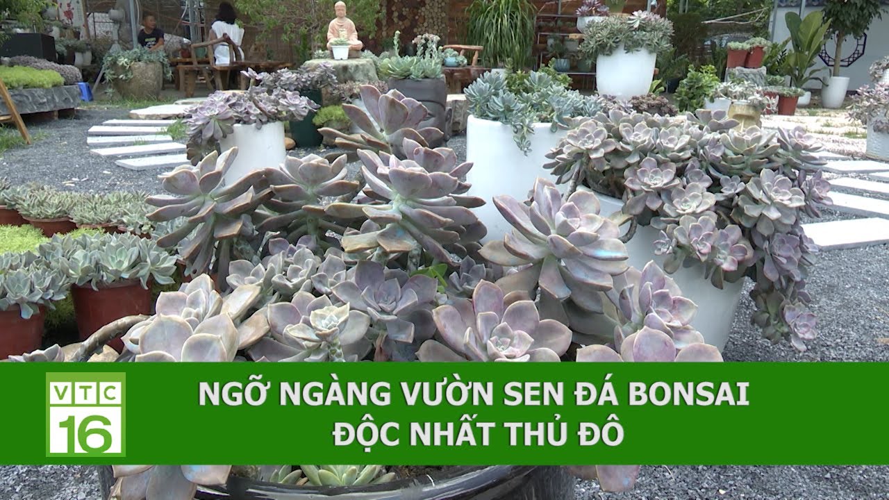 Ngỡ ngàng vườn sen đá Bonsai độc nhất thủ đô | VTC16
