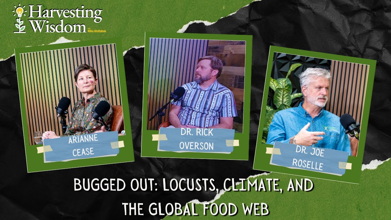 Bugged Out: Locusts, Climate, and the Global Food Web