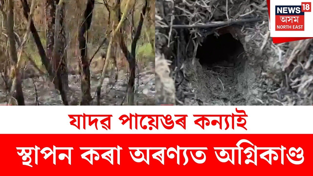 Molai Kathoni Fire : অৰণ্য মানৱ যাদৱ পায়েঙৰ কন্যাই স্থাপন কৰা অৰণ্যত অগ্নিকাণ্ড | N18V