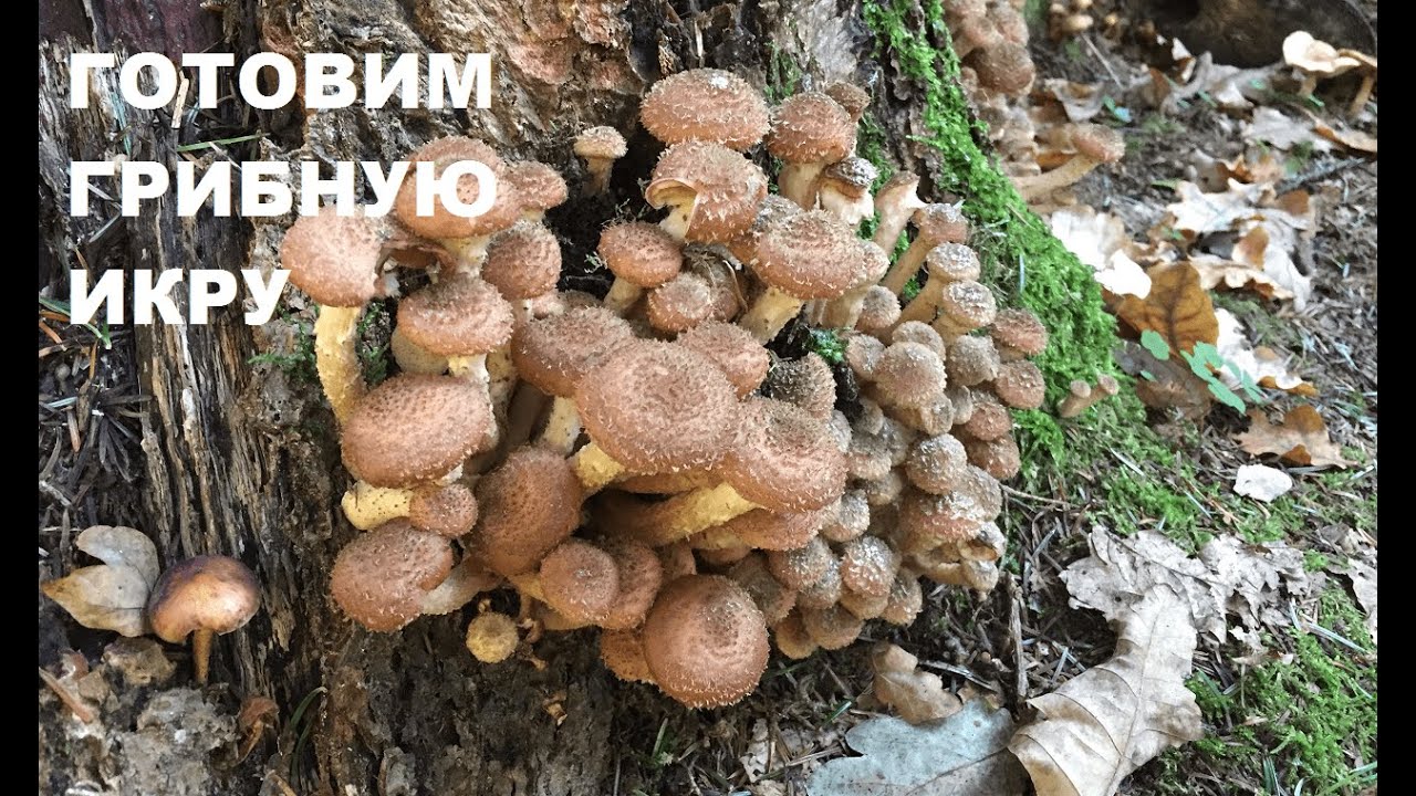 Грибы в новом лесу. Сушу рядовку фиолетовую. Грибная икра из опят на зиму.
