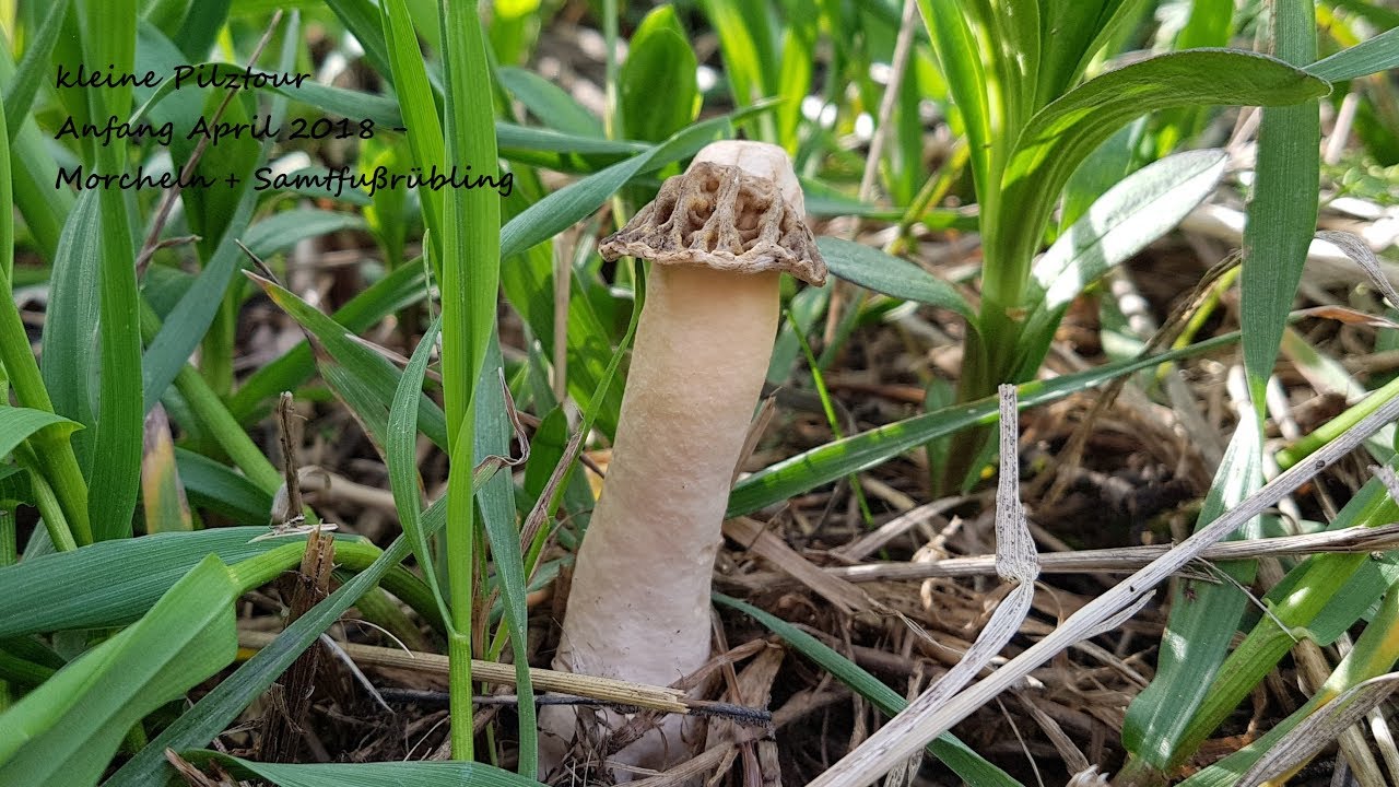 Morcheln 2018 kleine Pilztour Anfang April Morels 2018 piccolo tour dei funghi all'inizio di aprile