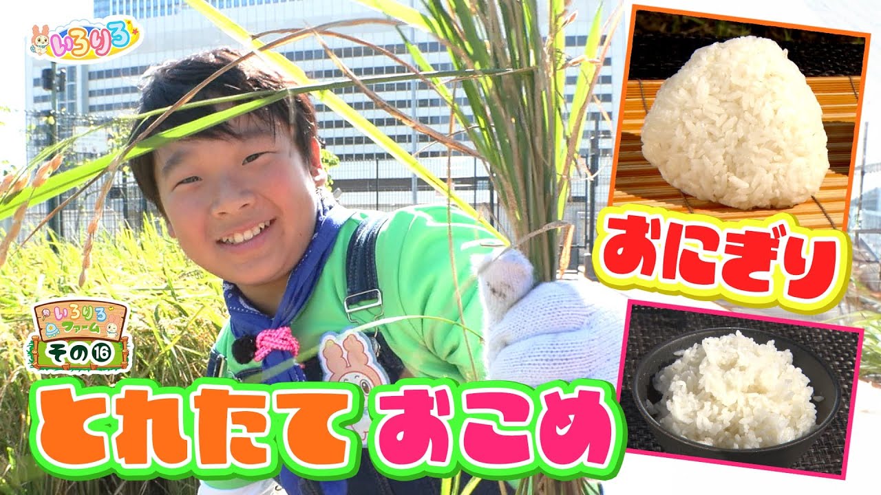大阪駅の屋上で稲刈り！つやつやお米・塩むすびが美味しすぎた【いろりろ公式】