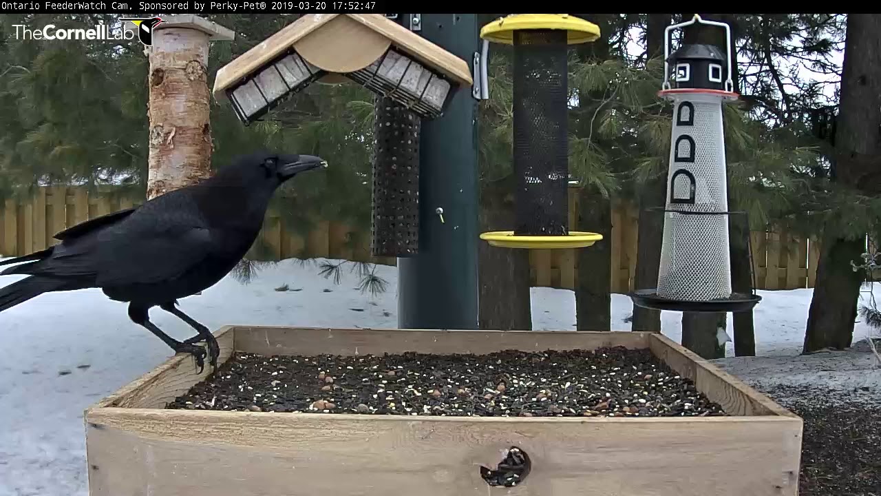 Crows Dance and Display on the Feeder | Cornell Lab | Ontario FeederWatch Cam, Powered by Perky-Pet®