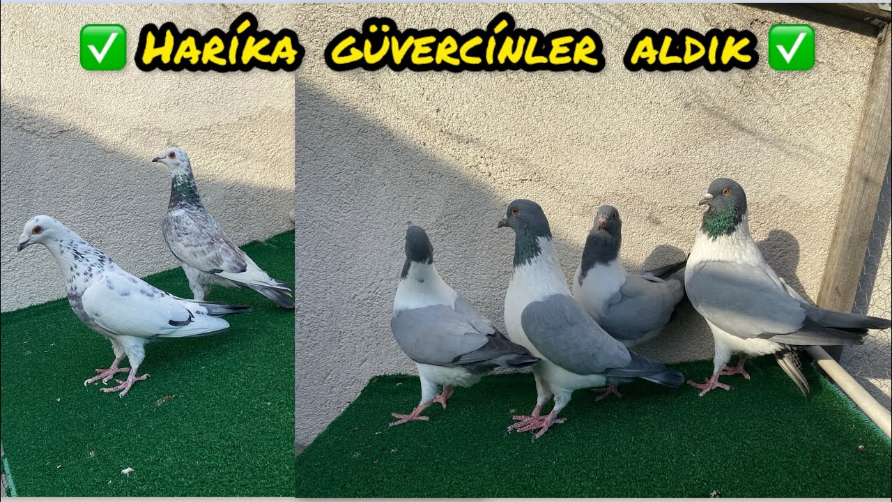 ✅ YENİ KUŞLAR GELDİ / Kümesimizdeki güncel durum ✅ 