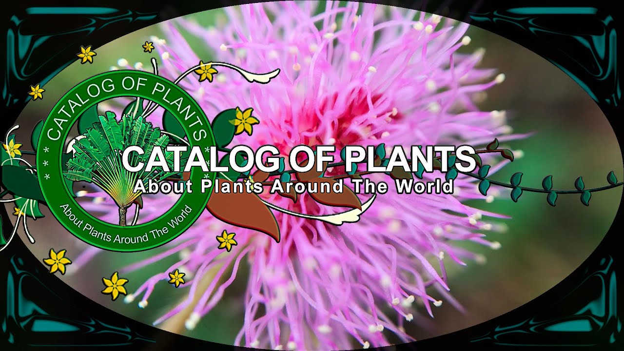 Mimosa Pudica L. | Flowers | Ornamental Plants | 🇵🇦 Panama |