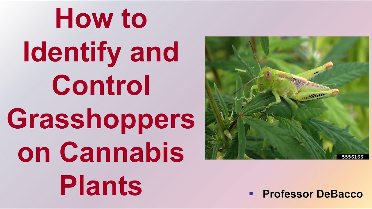 How to Identify and Control Grasshoppers on Cannabis Plants