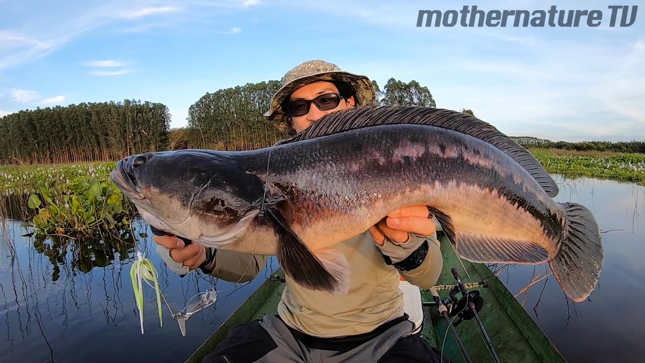 Epic Battle with Giant Snakehead (Toman/Chado) on the Buzzbait in Thailand!