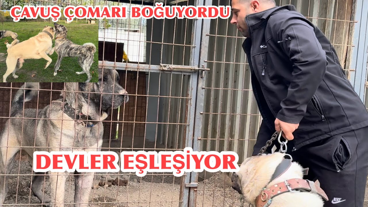 H&Uuml;RREMİ DEV MEYDANCI TYSON LA EŞLiYORUZ KANGAL &Ccedil;AVUŞ VE &Ccedil;APAR