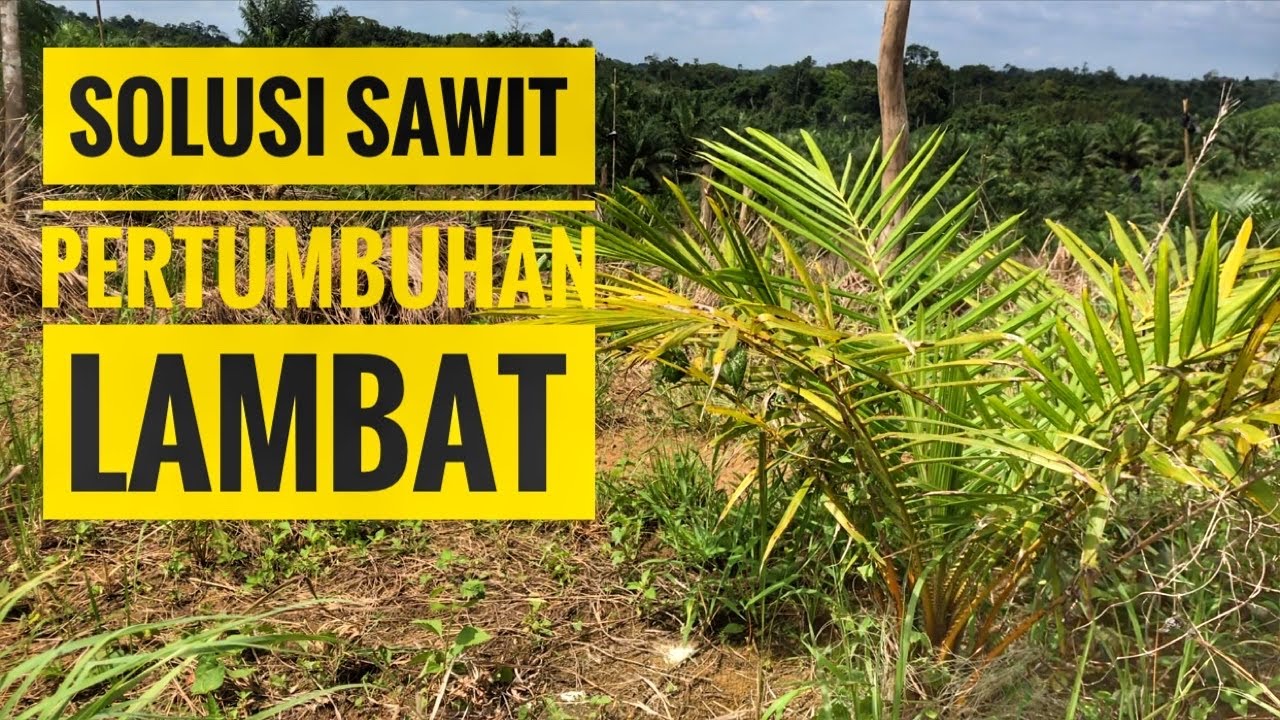Cara mengatasi tanaman sawit kerdil pertumbuhan terhambat usai tanam
