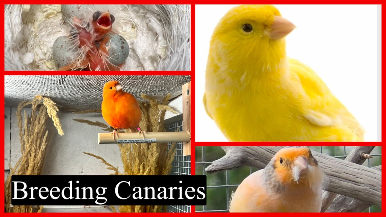 How to breed Canaries: First chicks of 2025