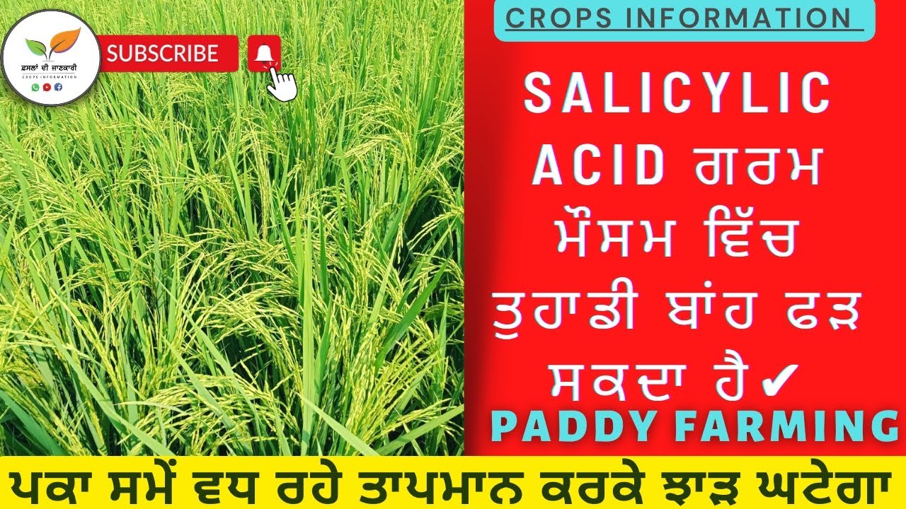 ਗਰਮੀ ਦਾ ਪ੍ਰਭਾਵ ਝੋਨੇ ਦੇ ਝਾੜ ਤੇ ਨਾ ਪਵੇ  Paddy stress management by salicylic acid