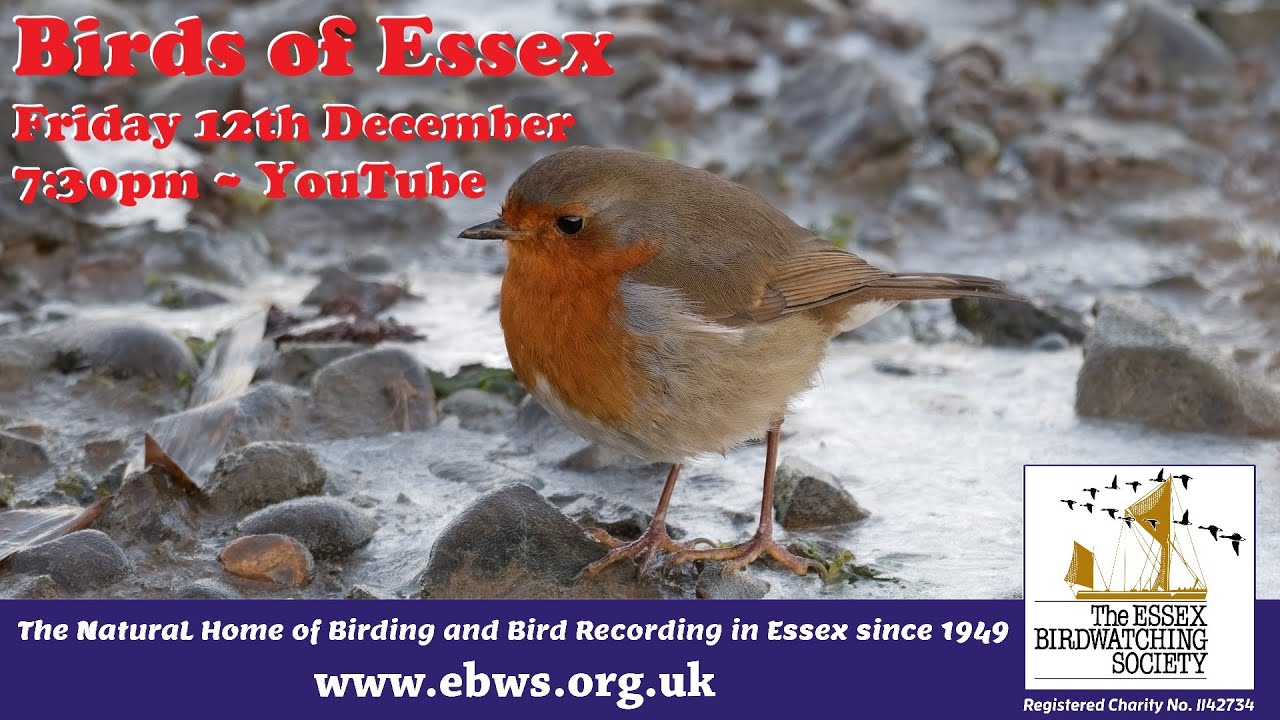 Birds of Essex - Friday 12th December at 7:30pm