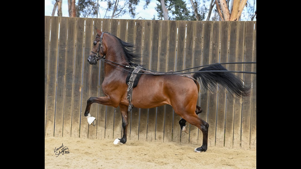 HRA Moroccan Sun