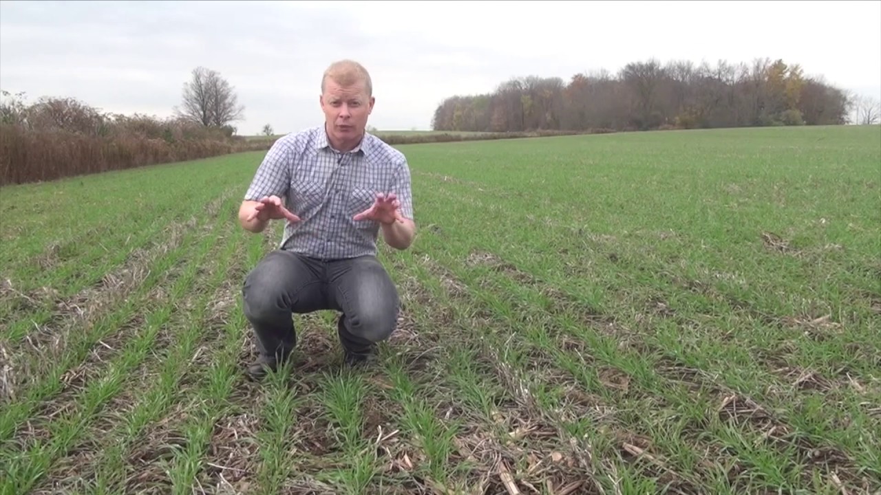 Wheat School -  Winter Weed Control