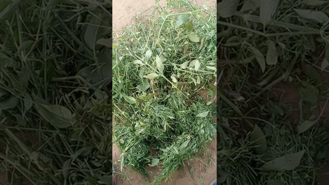 Barakala Nafan +223(73277003)