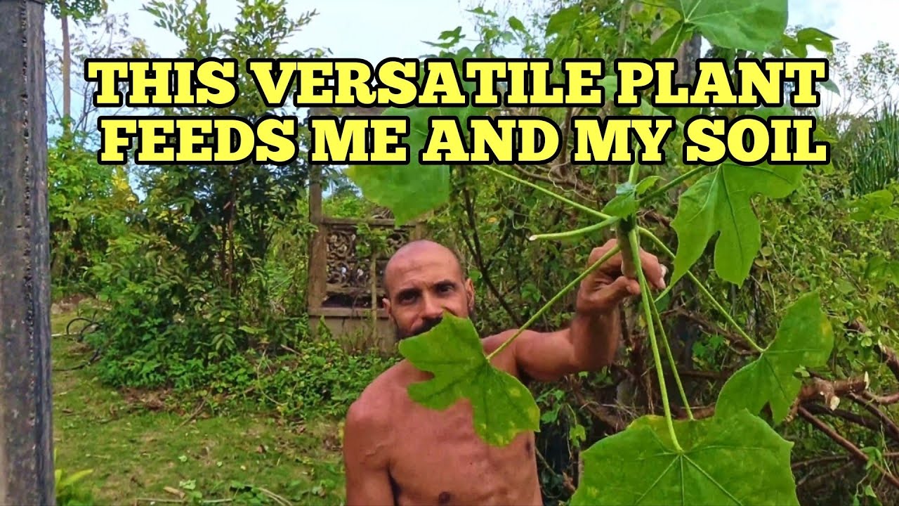 What I Use to Fertilize My Food Forest in Puerto Rico: Introducing Chaya