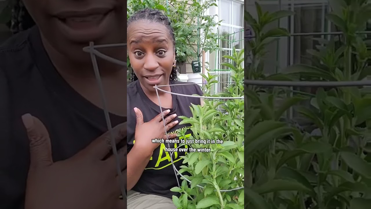 3 Reasons to grow your own Stevia in containers! Video created by @thelolitaperry