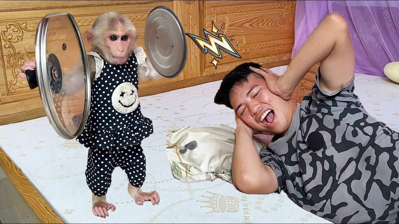 Funny animal videos 2024😂 ! Monkey Luk find every way to wake Thang up