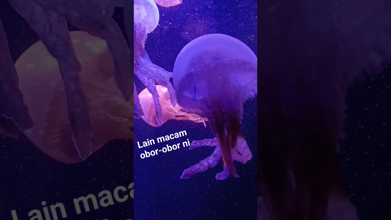 obor-obor (jellyfish) #oborobor #jellyfish #seafood