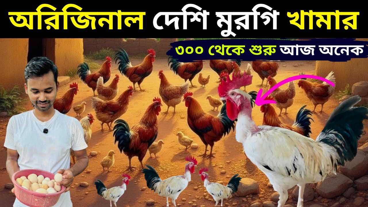 অরিজিনাল দেশি মুরগি খামার।৩০০ থেকে শুরু আজ অনেক।