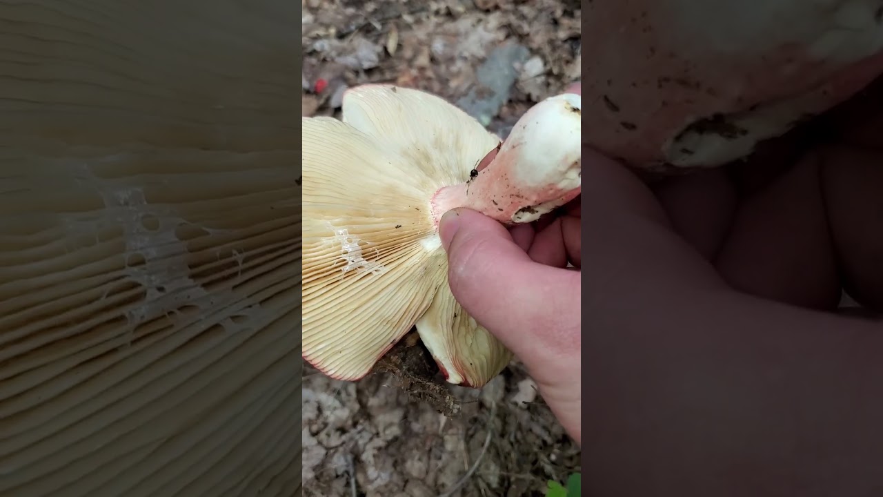 Huge Red Russulas  #mushroomlife #nature