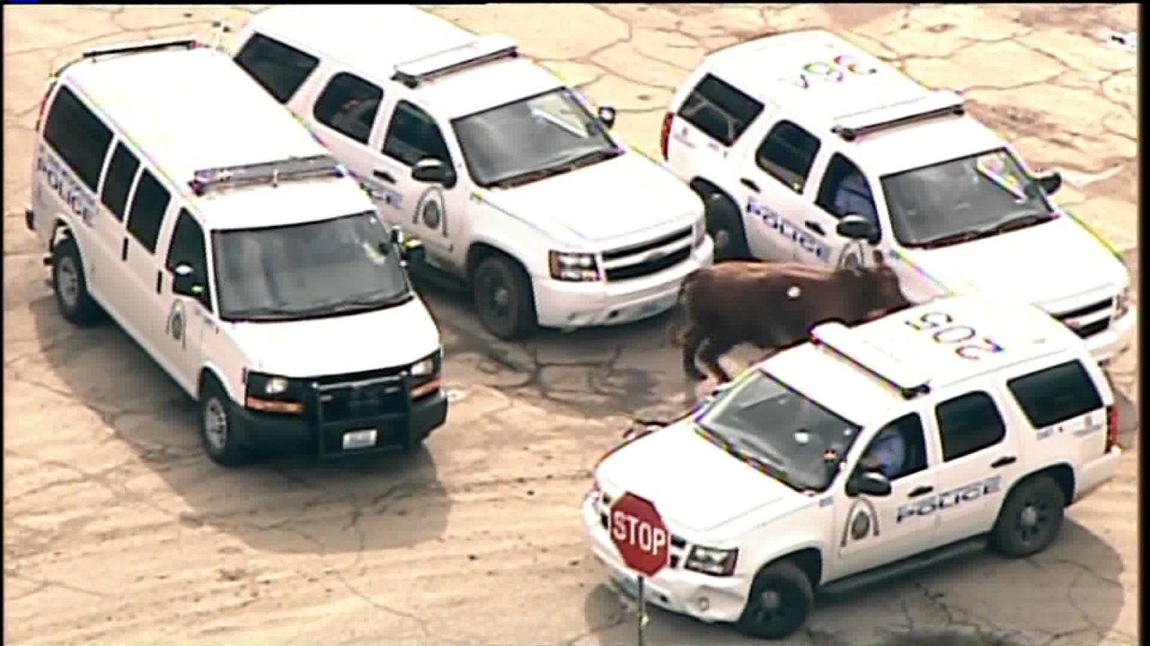 Cow escape