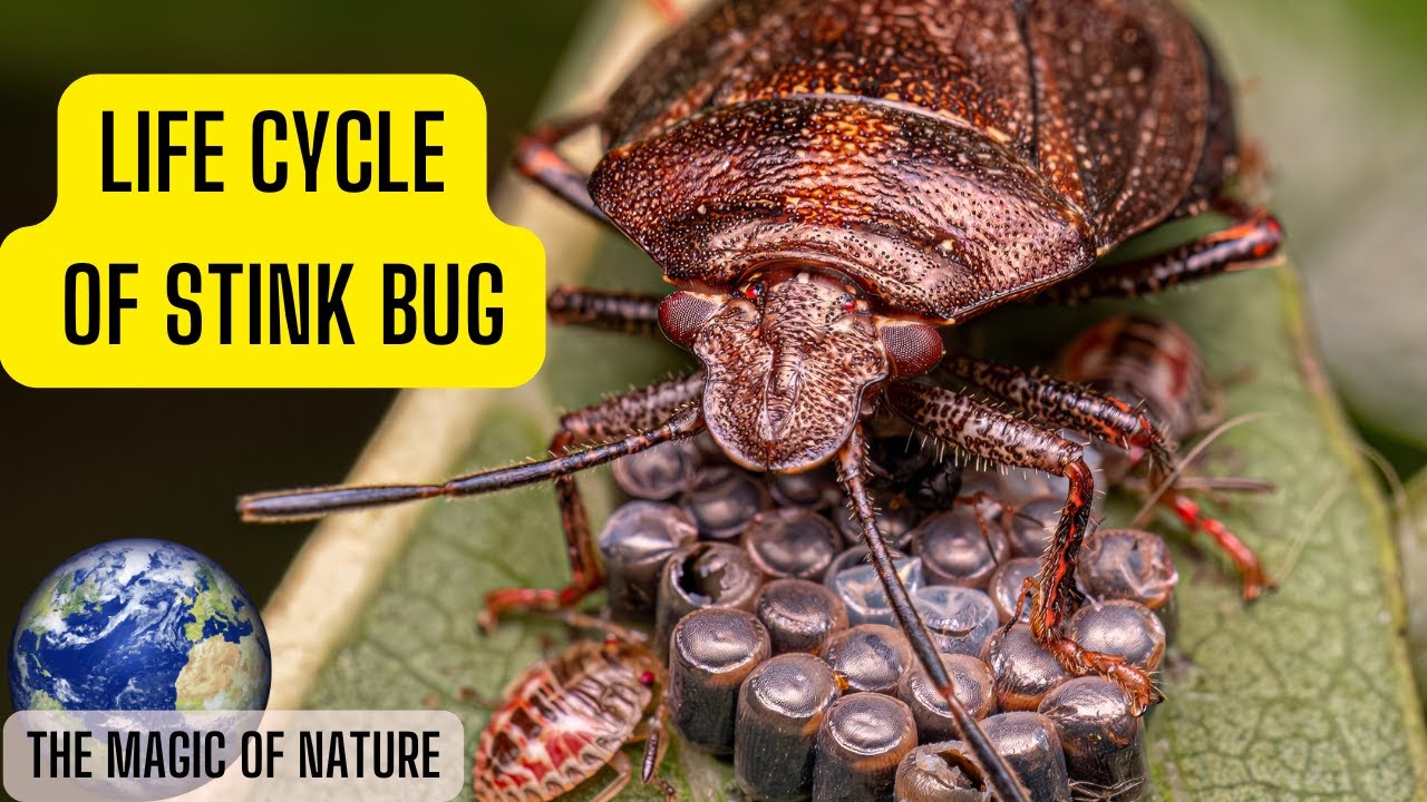 Life Cycle of a Stink Bug.