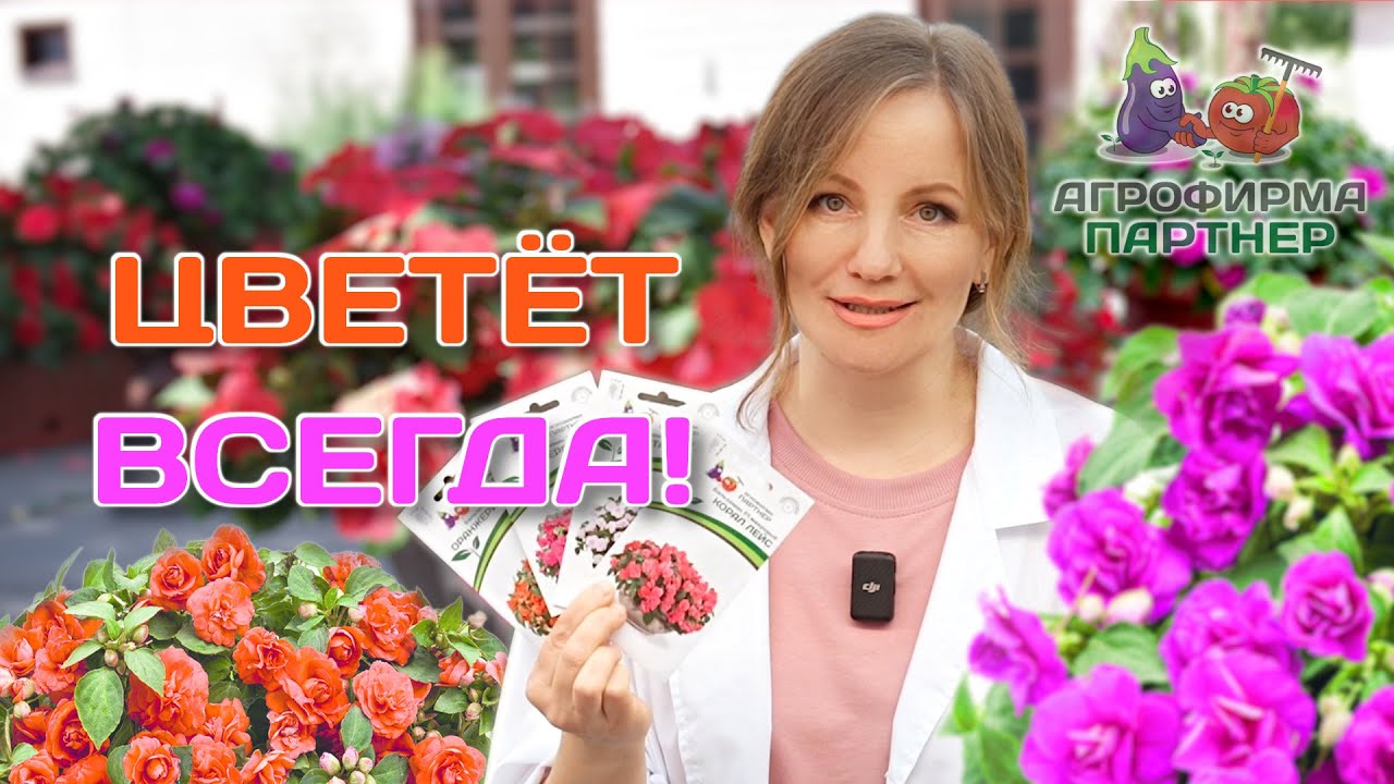 Посев бальзамина на рассаду | #цветы #дача #семена