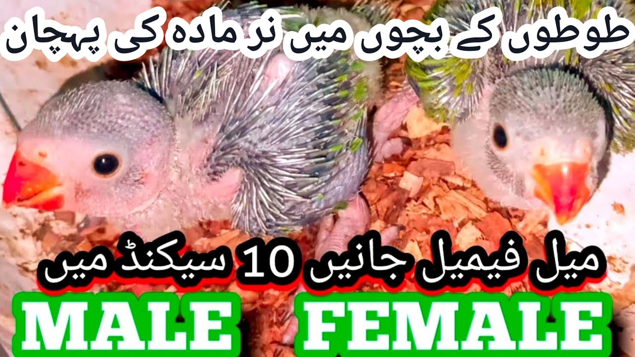 Baby parrot male female difference 🦜 | Male vs Female Ringneck Parrots: The Ultimate Guide