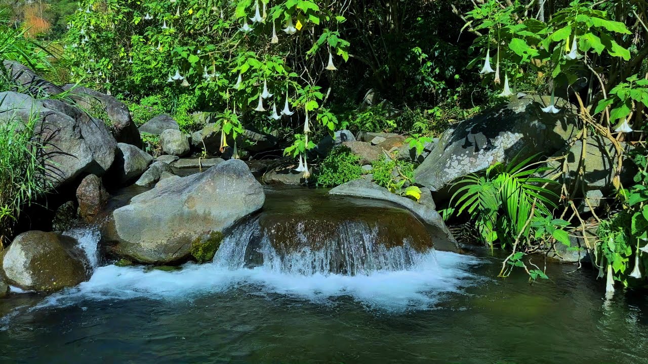 Peaceful River Sounds and Mountain Stream Ambience for Sleeping Relaxation and Clear Mind
