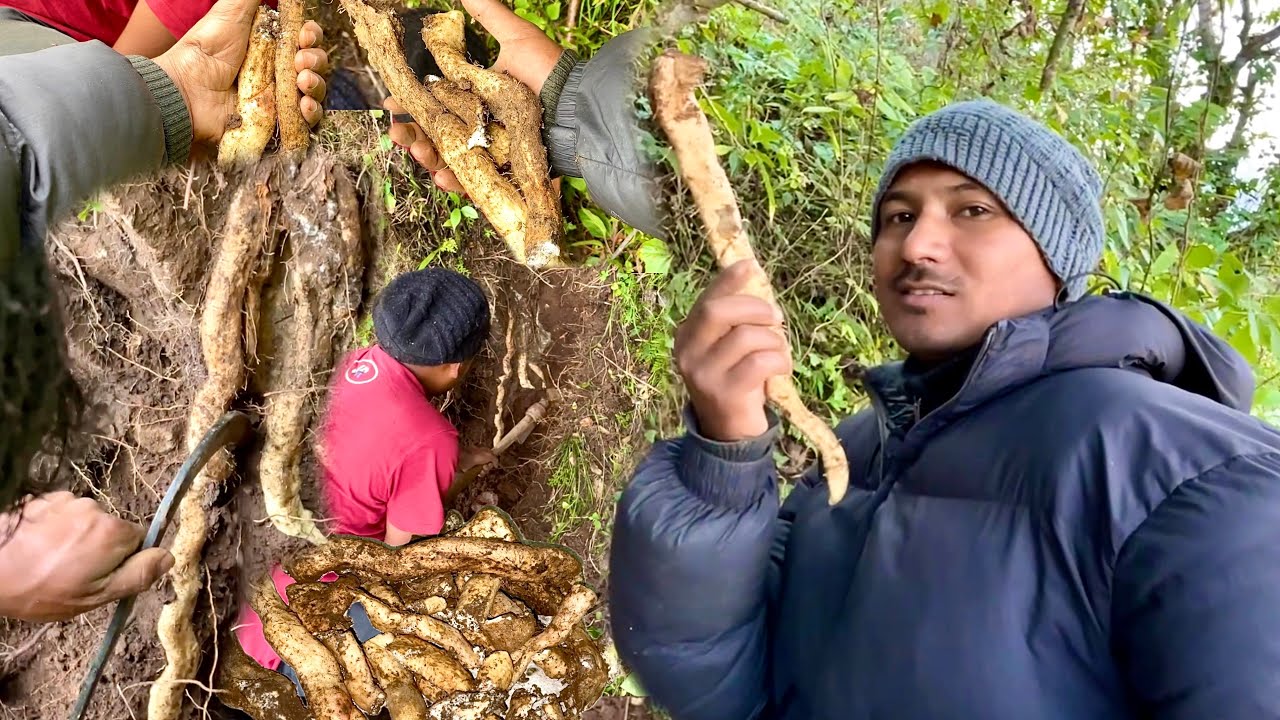 Ban TARUL Khaniyo (वन तरुल) 🥰 | Wild Yams