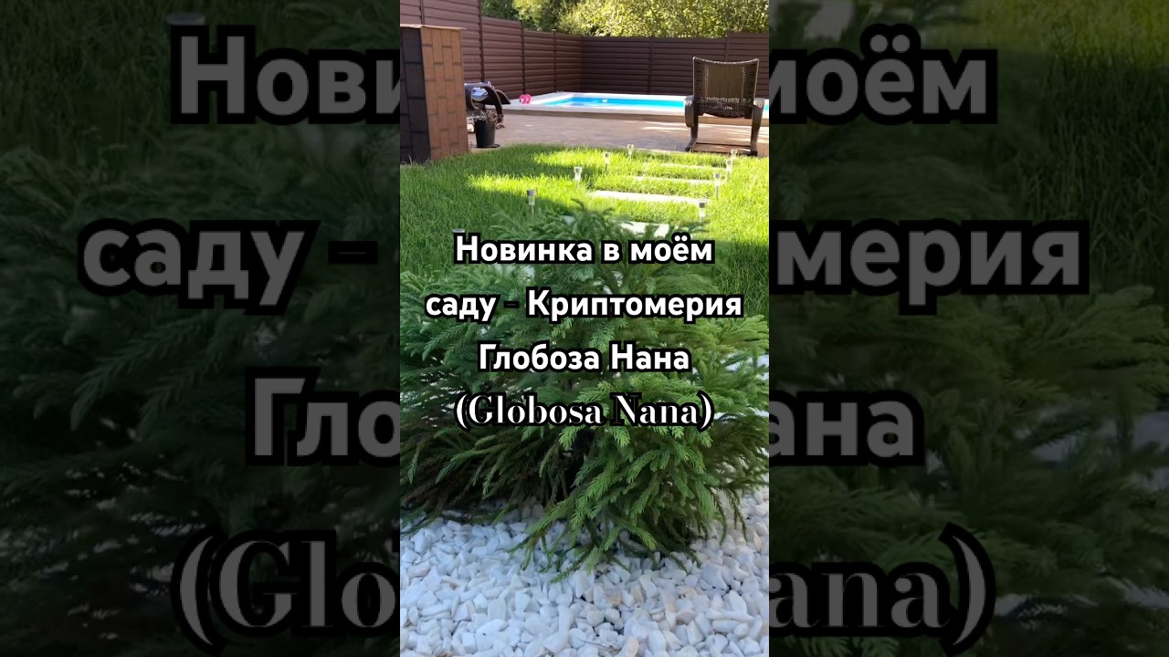 Новинка в моём саду - Криптомерия Глобоза Нана (Globosa Nana) #дача #садоводничество #сад