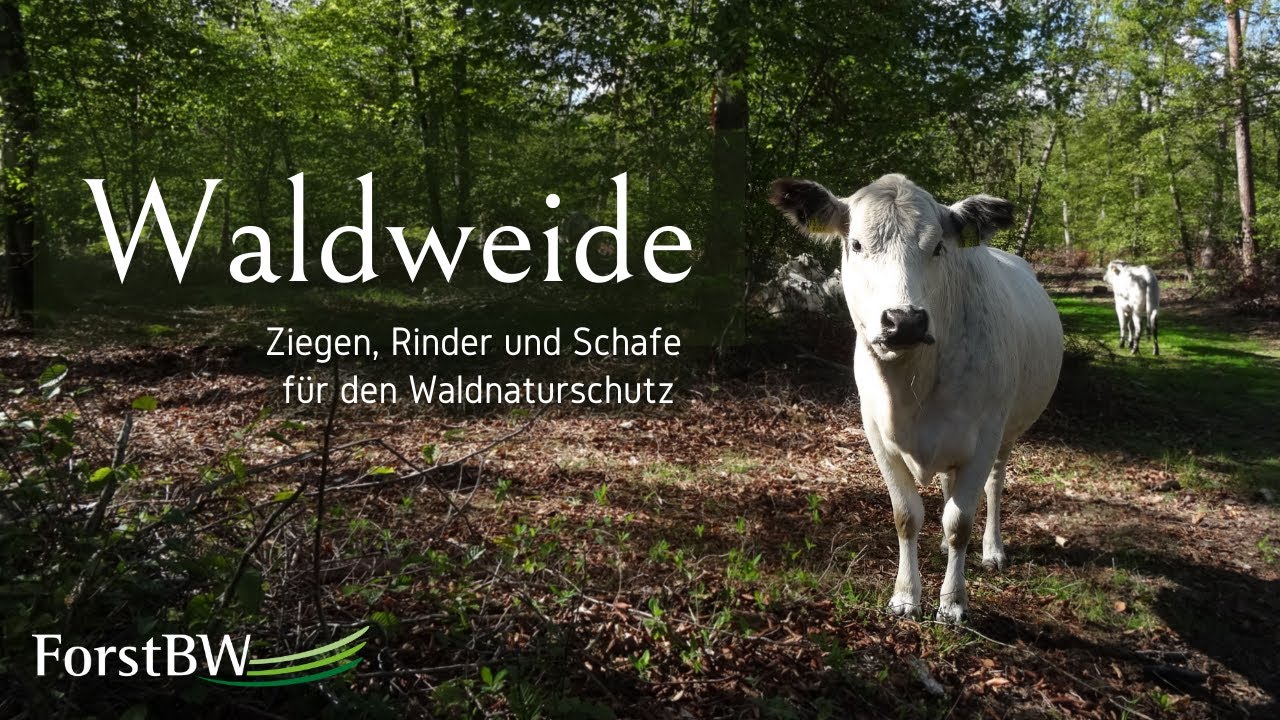 Waldweide | Ziegen, Rinder und Schafe weiden für den Waldnaturschutz
