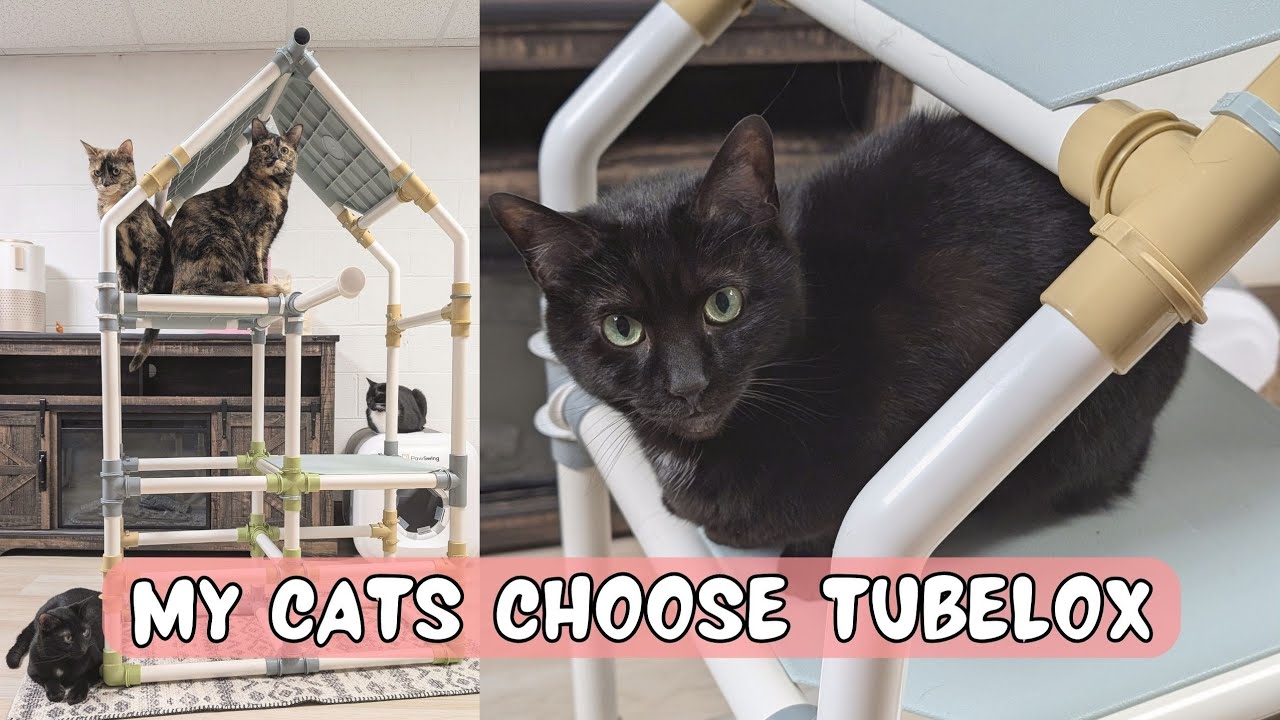 Why My Cats Chose This Build (Tubelox Modular Cat Structure)