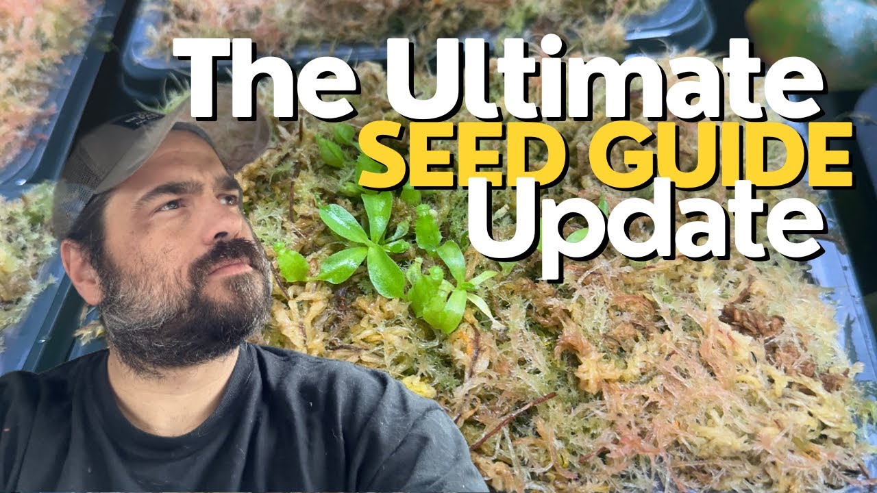 The Ultimate Nepenthes Seed Guide Update!