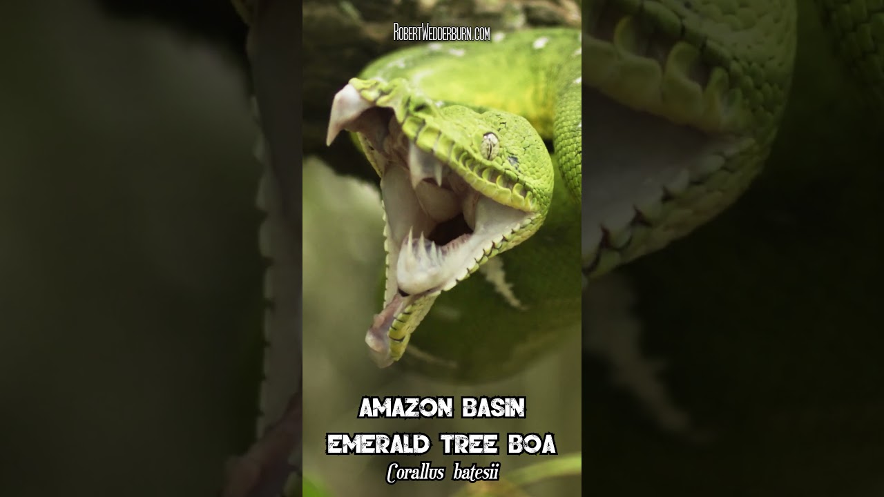 🐍 Massive Amazon Tree Boa Teeth Unveiled 🐍