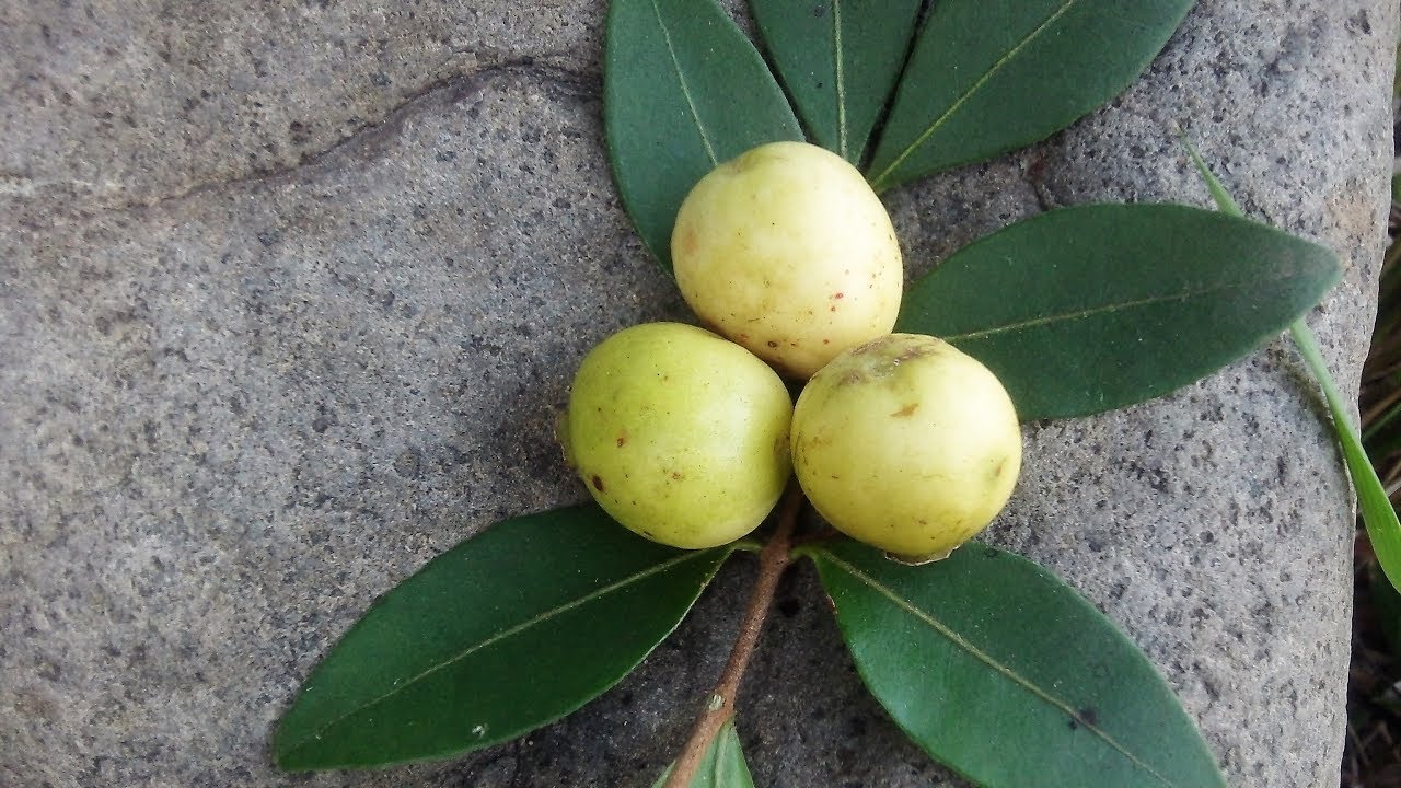 El mirto, arrayán, murta, guayabillo, Psidium sartorianum