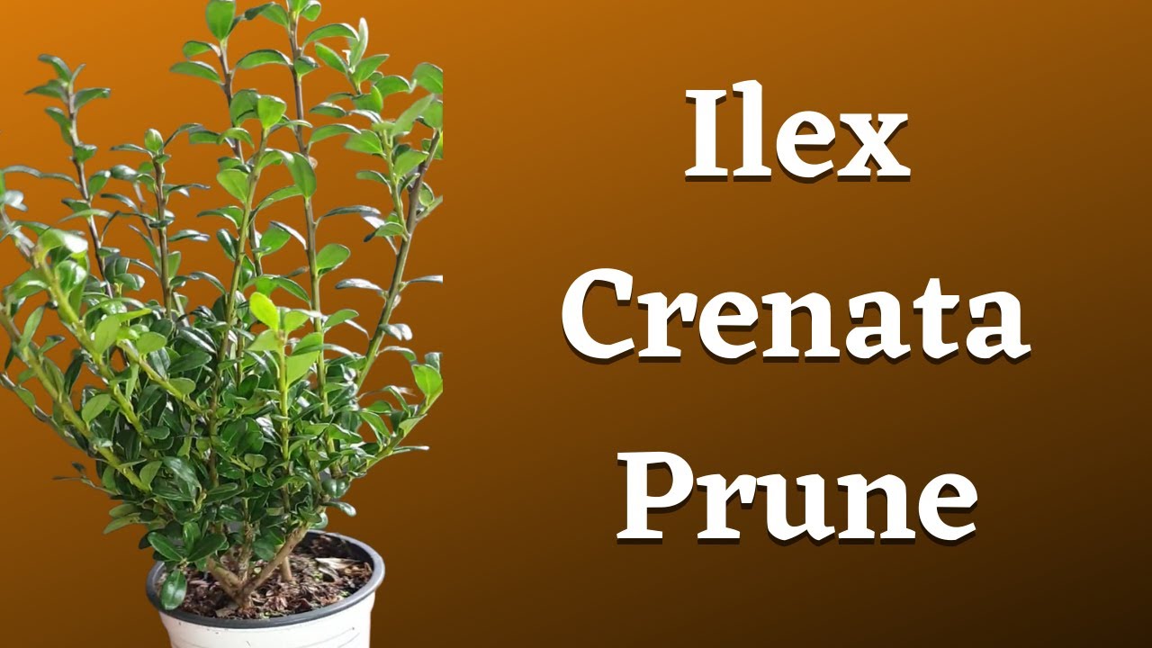 Ilex Crenata Prune - Japanese Holly