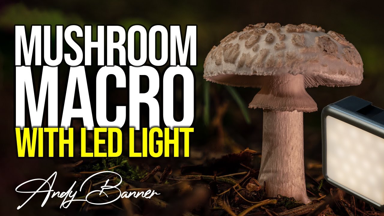 Woodland Macro Photography with LED lights -  Ulanzi VL49 RGB